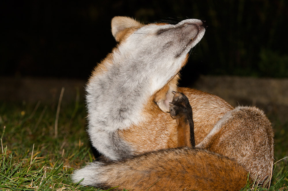 2004162309091700.jpg - Fox mid-scratch