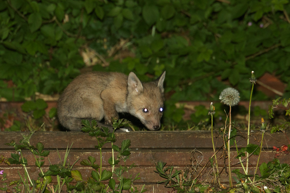 2004172004178583.jpg - Fox cub at 6-7 weeks old