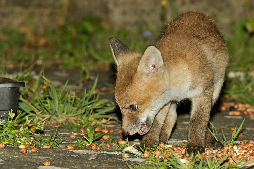 2004182004182314.jpg - First fox cub visit of the year, brought along by Pretty Vixen (helper, not mother)
