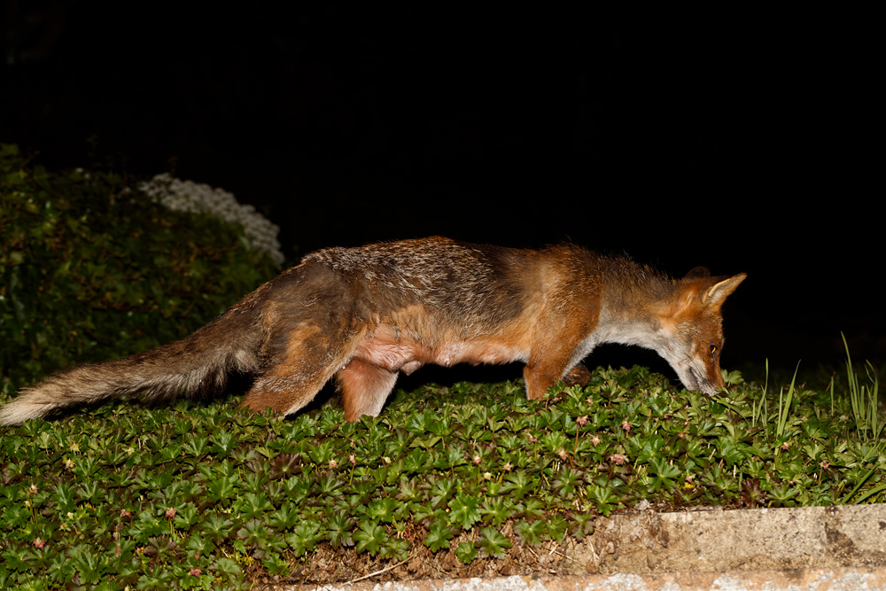 2004192004193438.jpg - Wolfy (vixen) at night