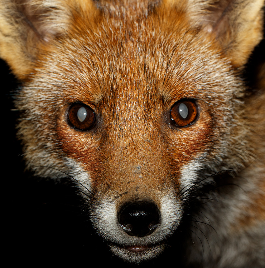 2004202004206056.jpg - Portrait of Wolfy the vixen