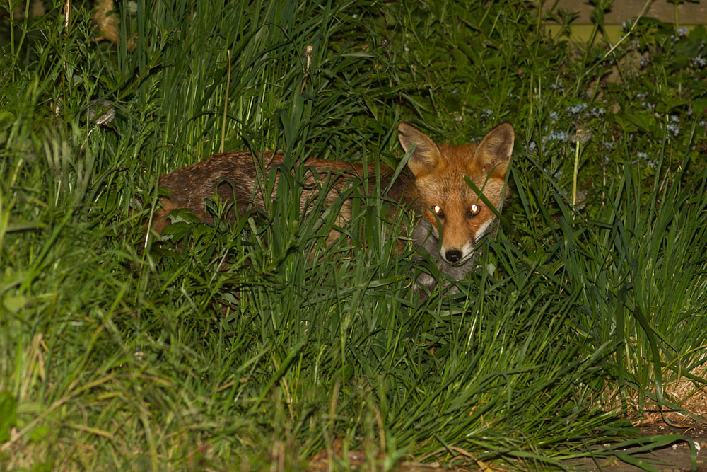 2005141905148937.jpg - Nicked ear fox in long grass in garden