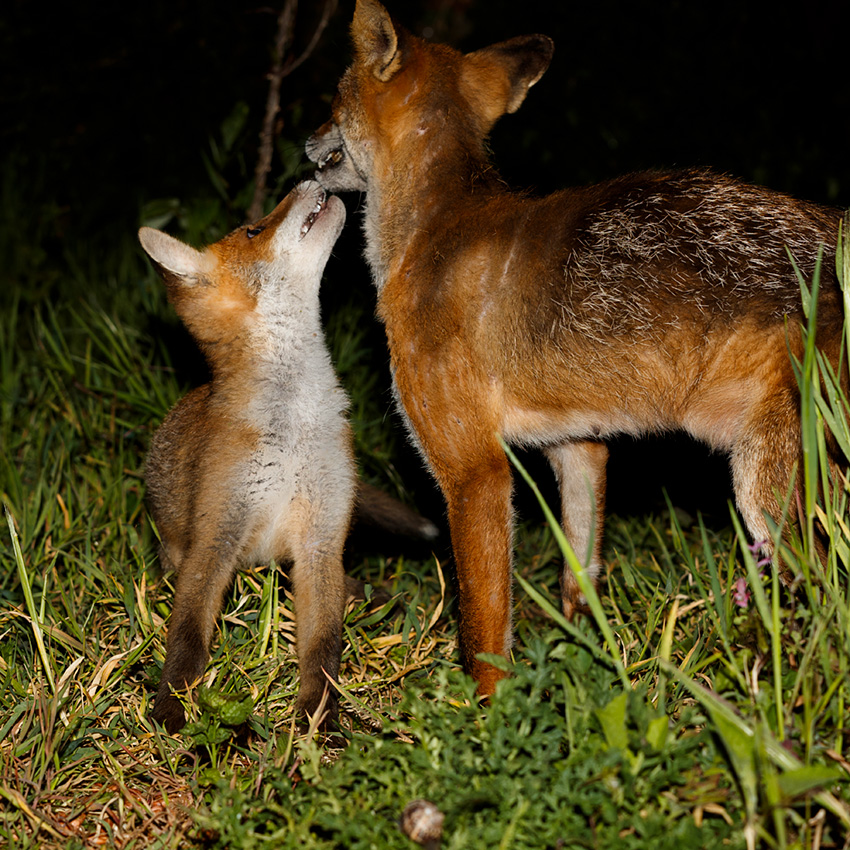 2005192005197374.jpg - Wolfy and cub(s)