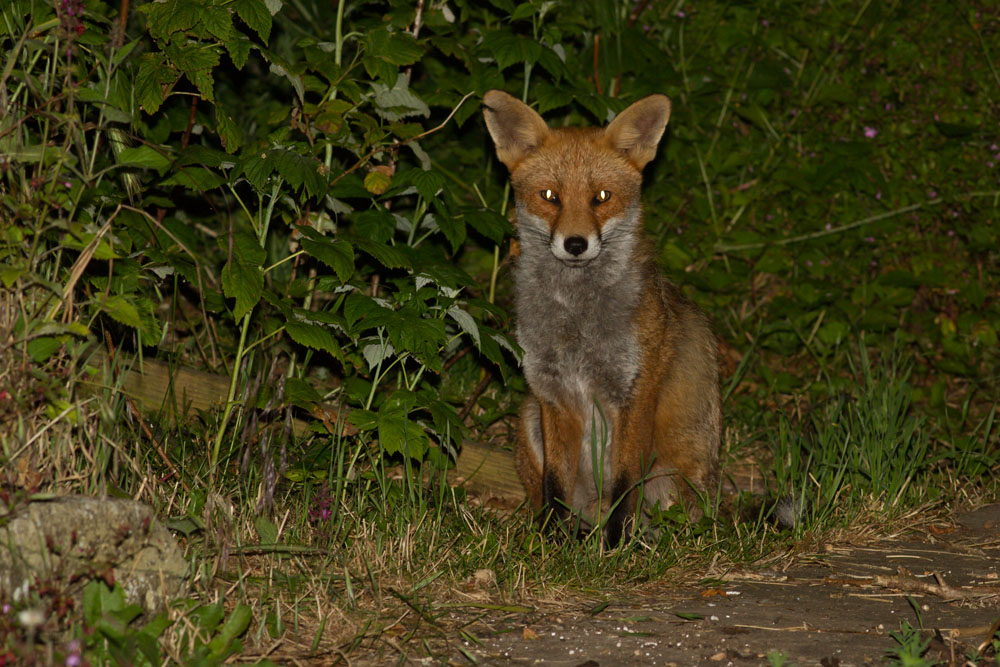 2006141906146259.jpg - Fox with nicked ear in garden