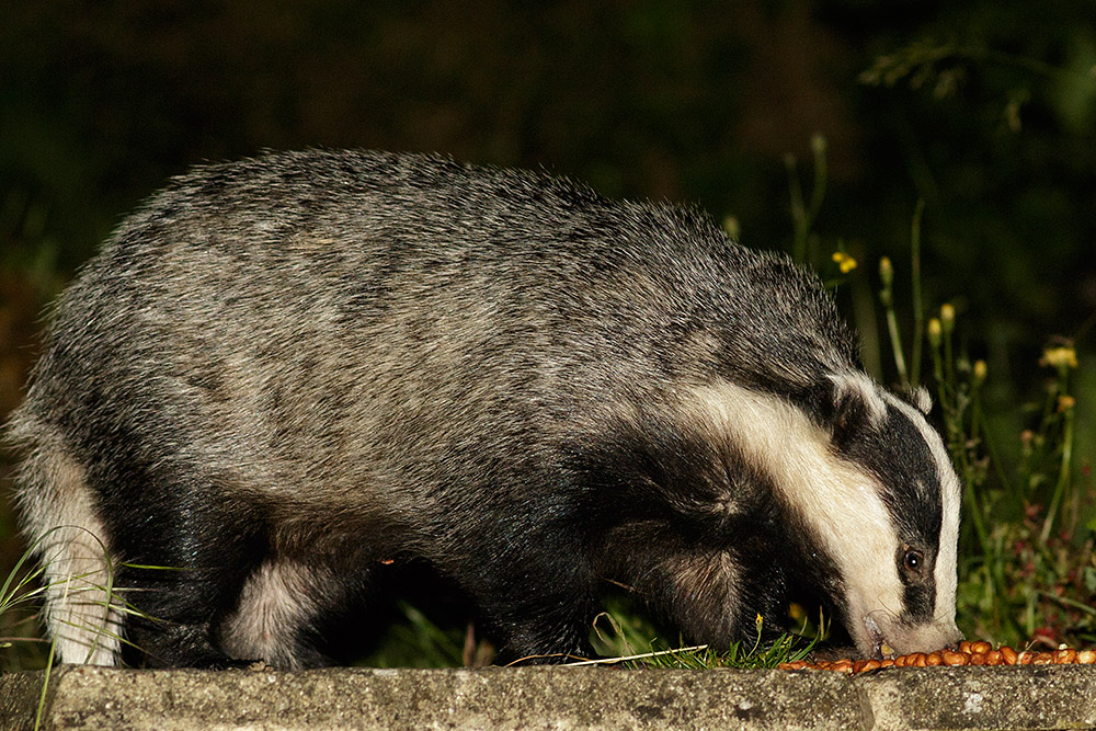 2006161806160524.jpg - Badger in the garden at night
