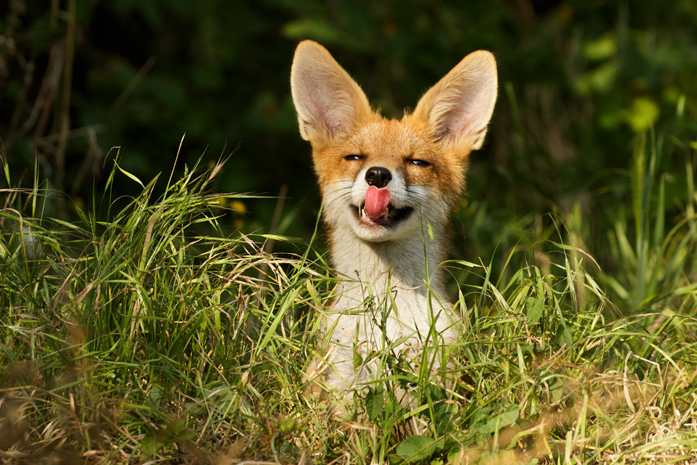 2006172006171958.jpg - Fox cub on a sunny afternoon