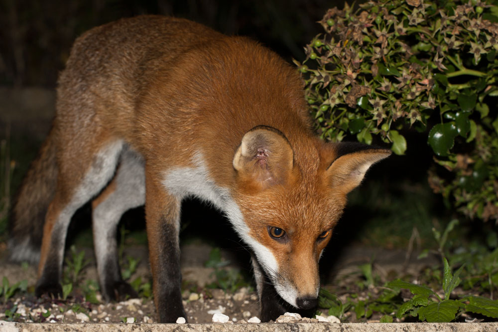 2007140309105193.jpg - Fox in garden