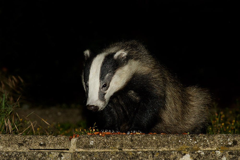 2007162007164280.jpg - Badger and peanuts