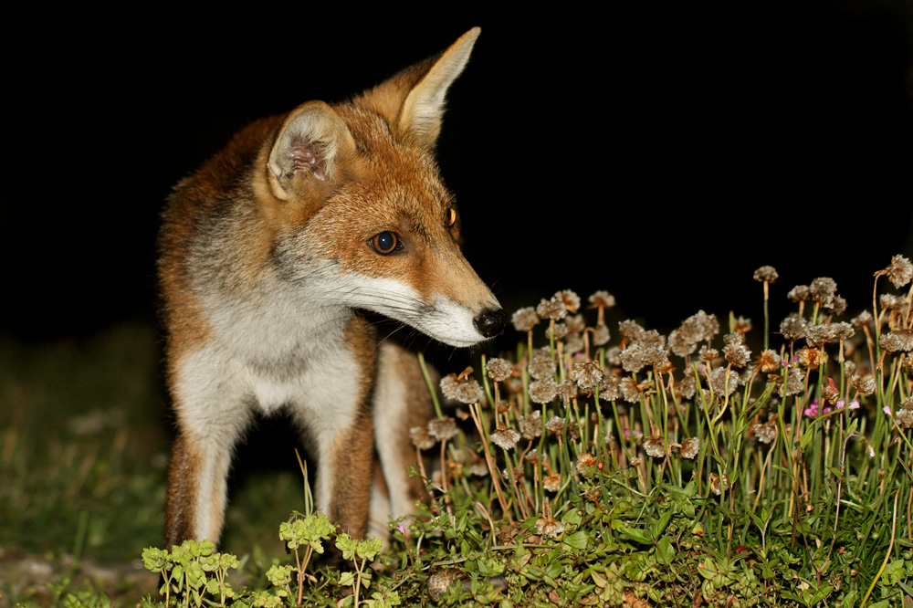 2007172007170646.jpg - Fox cubs at the front of the garden