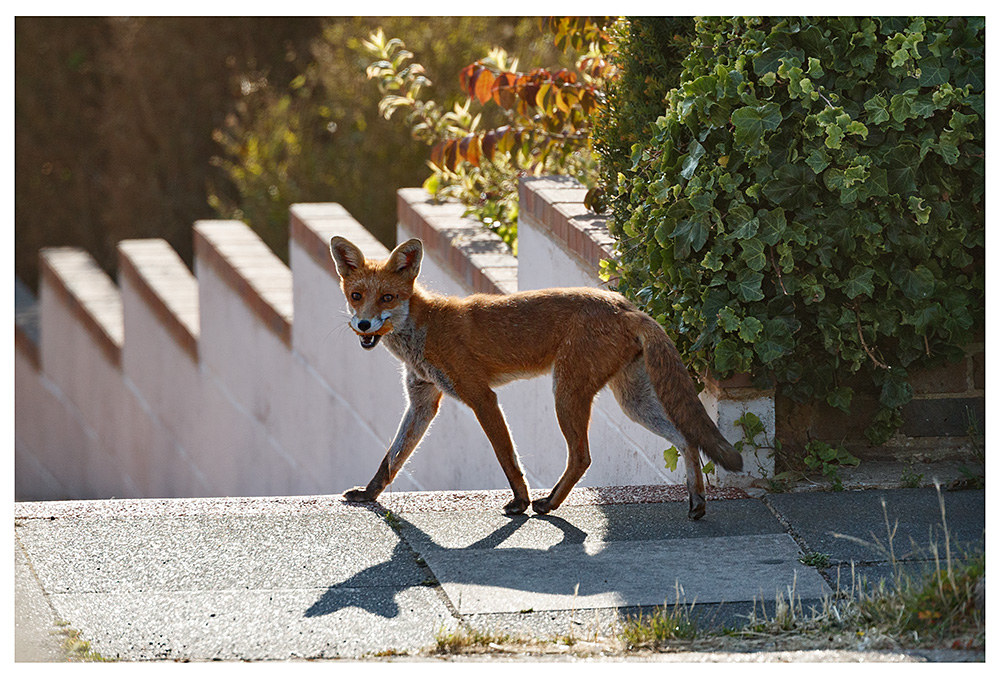 2007232007237410.jpg - Young fox in street