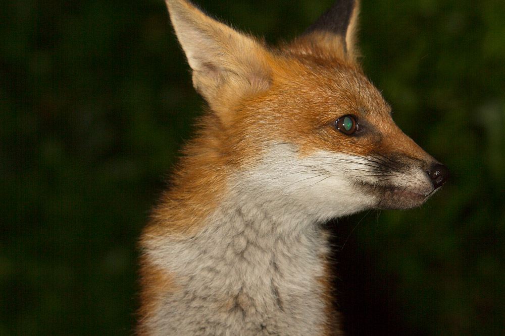 2008150506132350.jpg - Fox cub with blue eye-shine