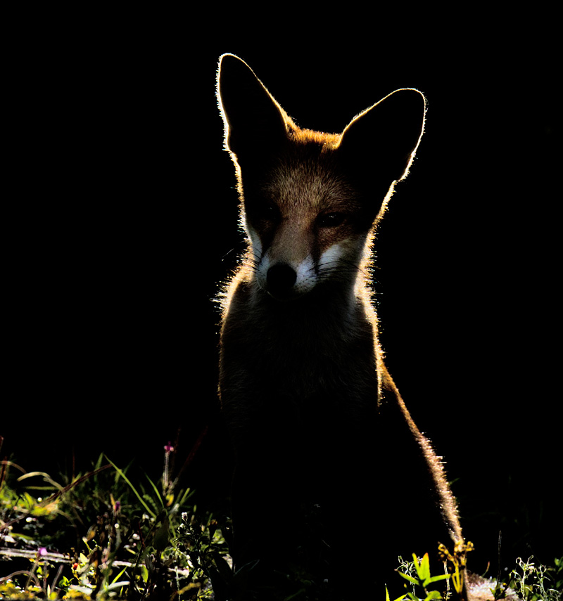 2008172008170873.jpg - Backlit shot