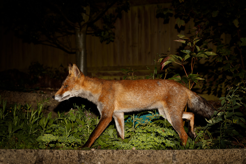 2008192008196141.jpg - Wolfy