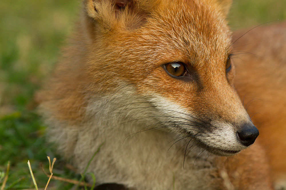 2009132107133373.jpg - Fox cub in a suburban garden at  around sunset.