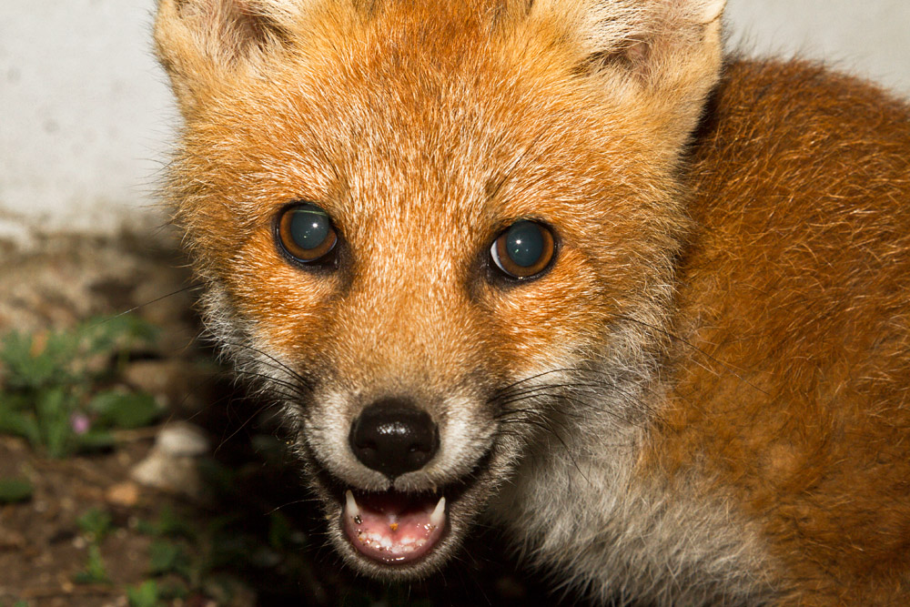 2009152006135408.jpg - Fox cub portait
