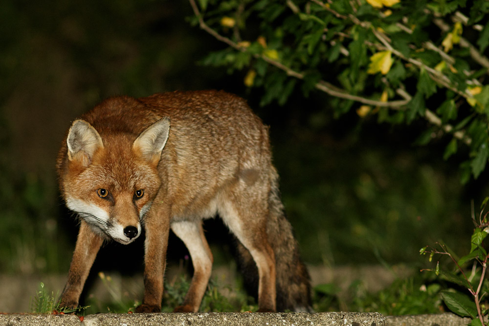 2009161609163329.jpg - Fox watching
