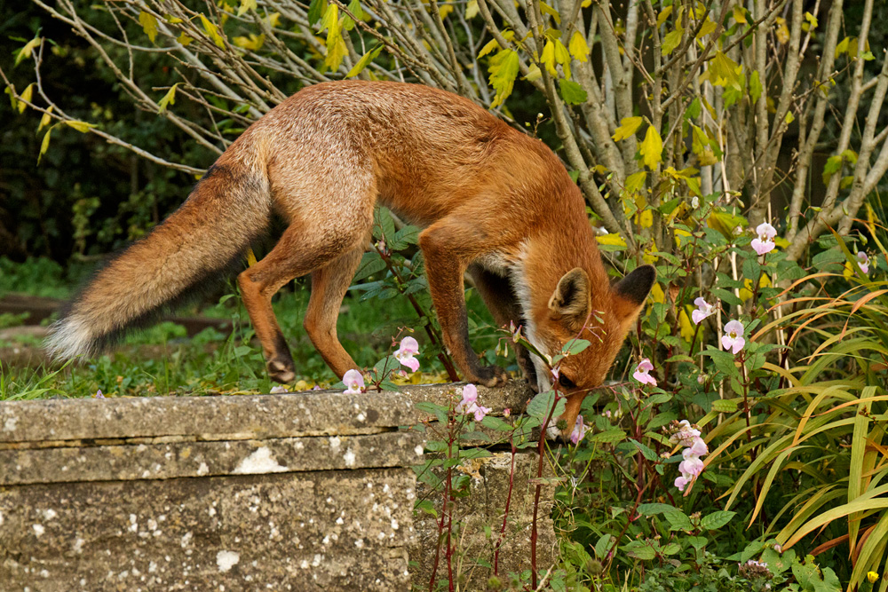 2009172009176743.jpg - Pretty Vixen in the garden