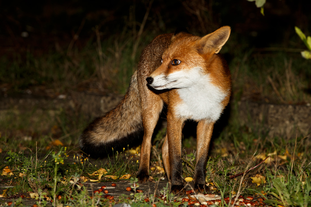 2009182009189146.jpg - Pretty Vixen at night
