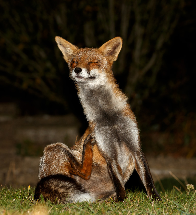 2009192009199269.jpg - Wolfy at night