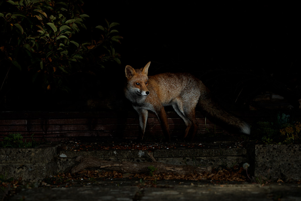 2009202109206390.jpg - Wolfy at night