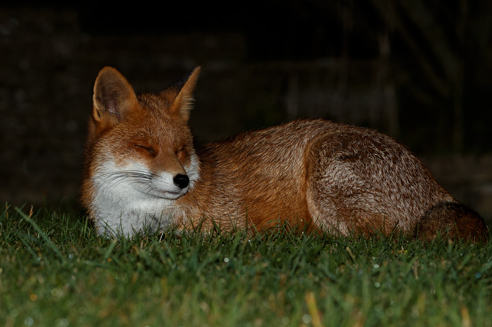 2010201910208717.jpg - Stumpy lying down on the lawn