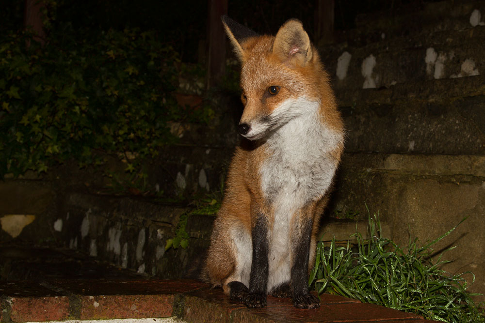 2011131711137646.jpg - Fox on a wall