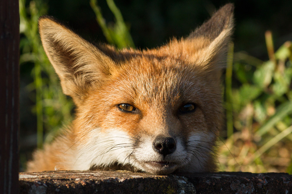 2011150907139573.jpg - Fox resting chin on wall