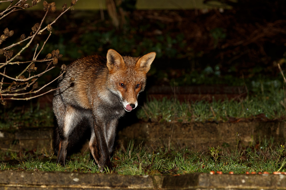 2012181912182554.jpg - Wolfy at night