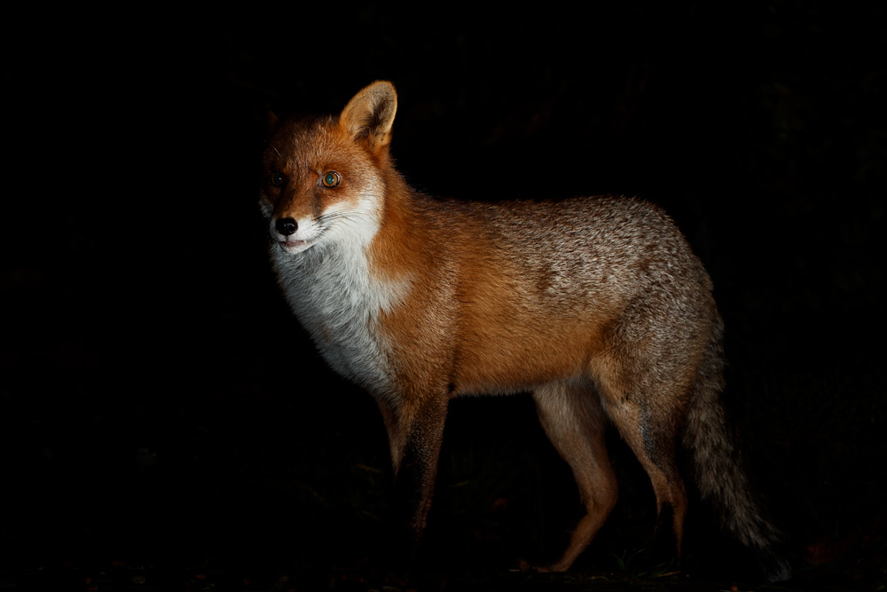 2012201812201765.jpg - Portrait of Longtail