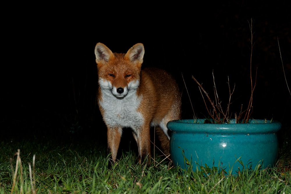 2012220112221175.jpg - White-tip by flower planter