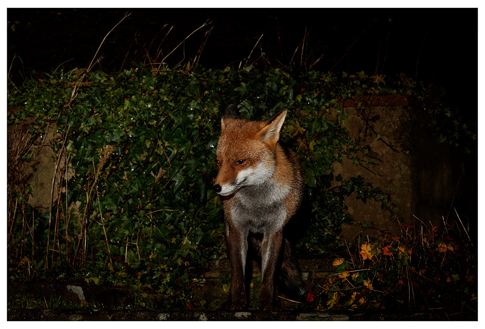 2012231512232076.jpg - Lopa at night