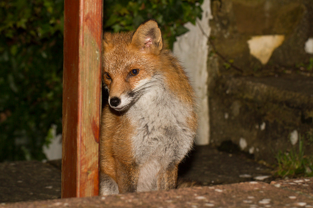 2101132001147781.jpg - Fox in garden