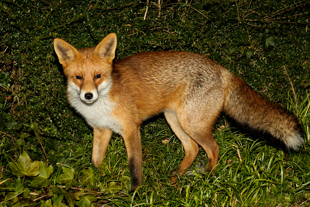 2101181901184130.jpg - Pretty Vixen at night
