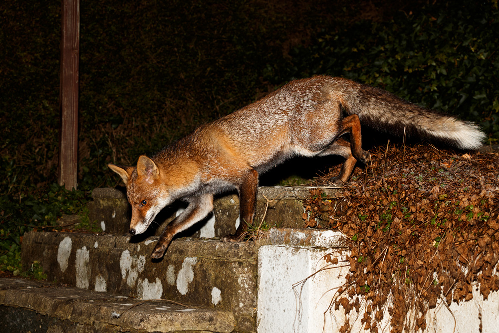 2101192001198095.jpg - Wolfy coming down the steps