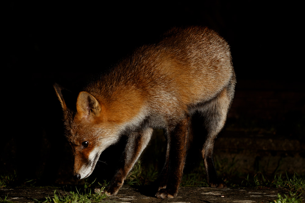 2101202001204492.jpg - Wolfy at Night