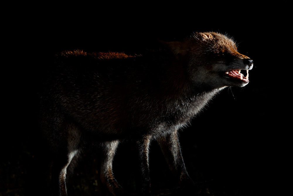 2101211901213047.jpg - Wolfy in the rain