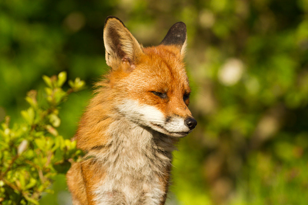 2102130705124672.jpg - Fox (Vulpes vulpes) in spring sunshine.