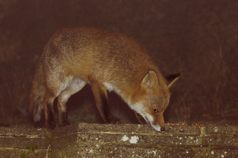 2102171902172789.jpg - Fox on a misty night