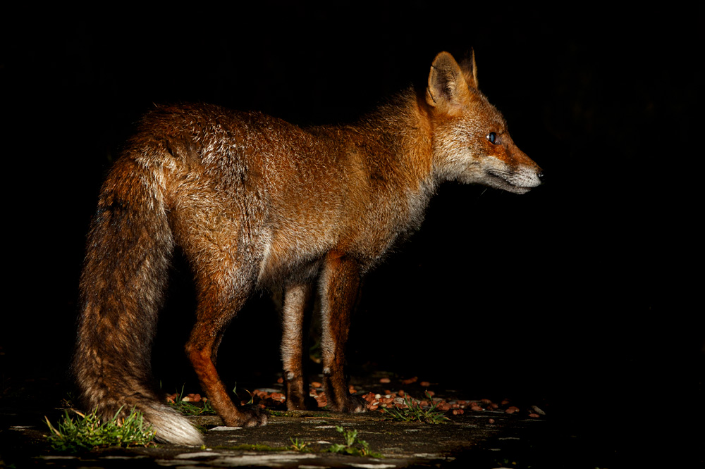 2102202002208121.jpg - Portrait of Wolfy the Vixen