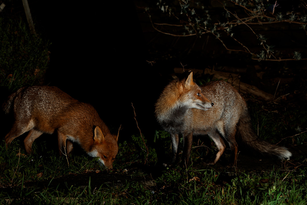 2102212102213727.jpg - Wolfy and Stumpy in the garden