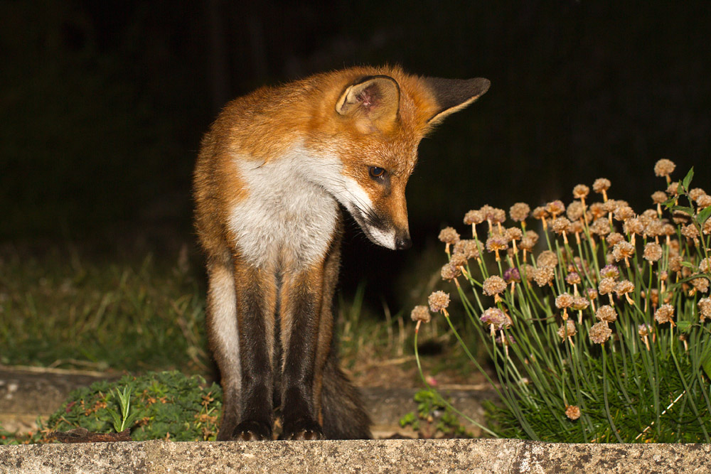 2103151507131332.jpg - Fox cub by plant