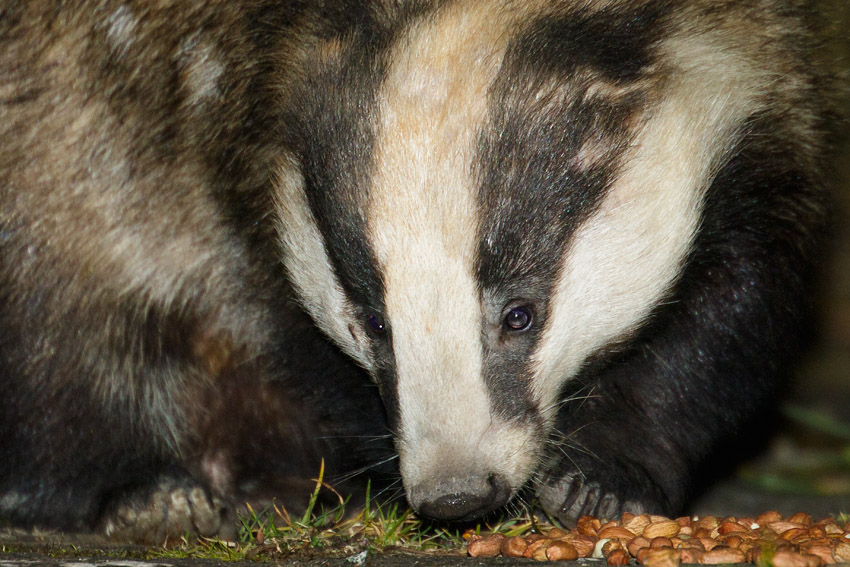 2103162003167219.jpg - Badger eating peanuts in a suburban garden