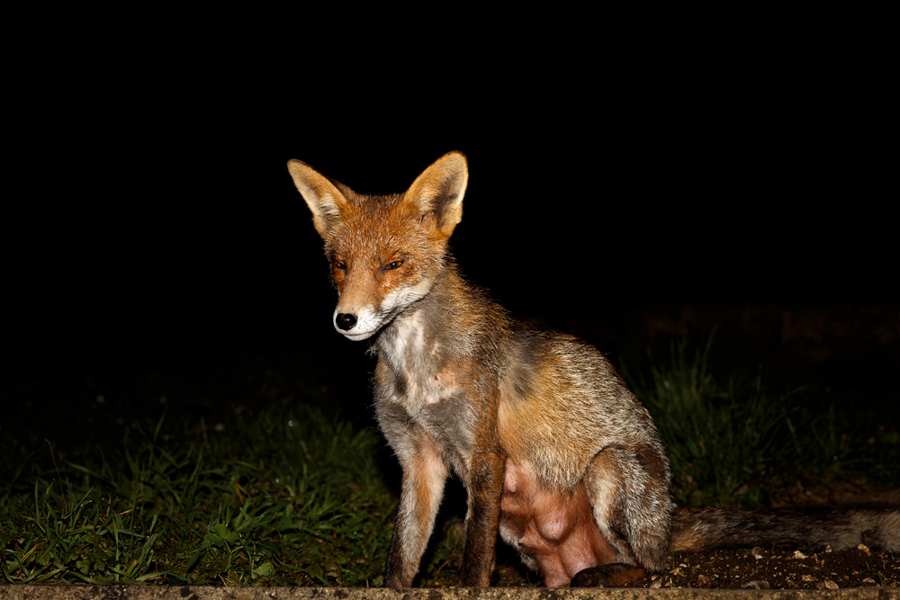 2103192103198764.jpg - Wolfy (vixen) at night