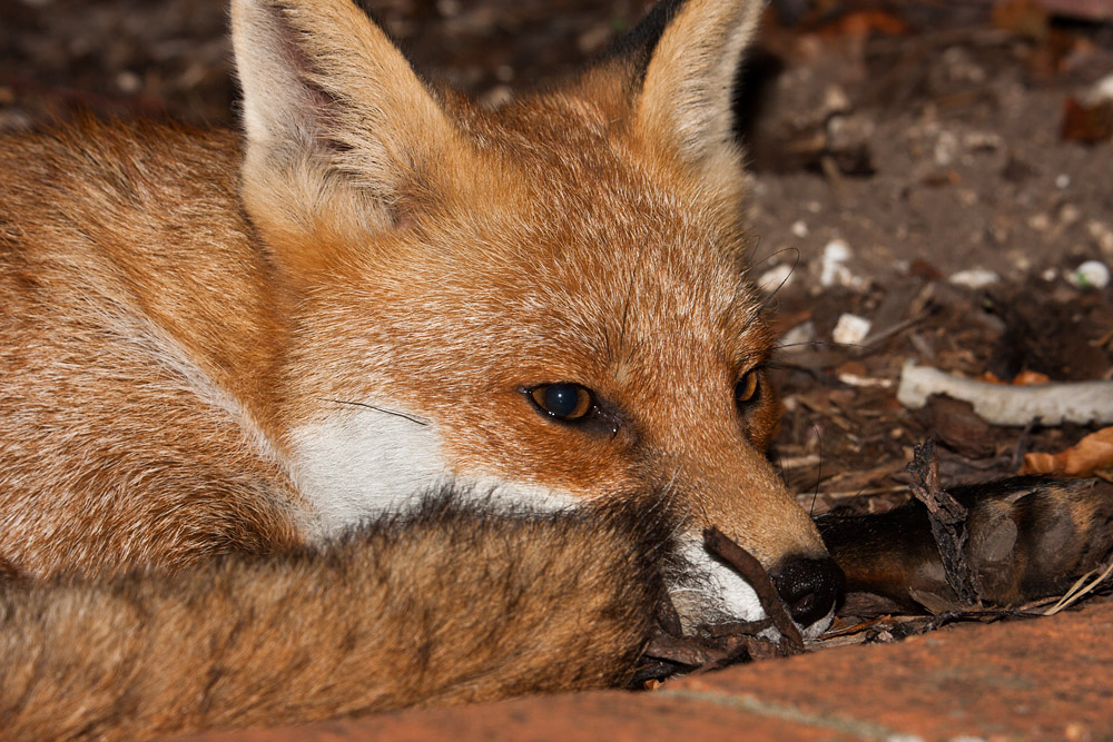 2104163009094218.jpg - Fox curl