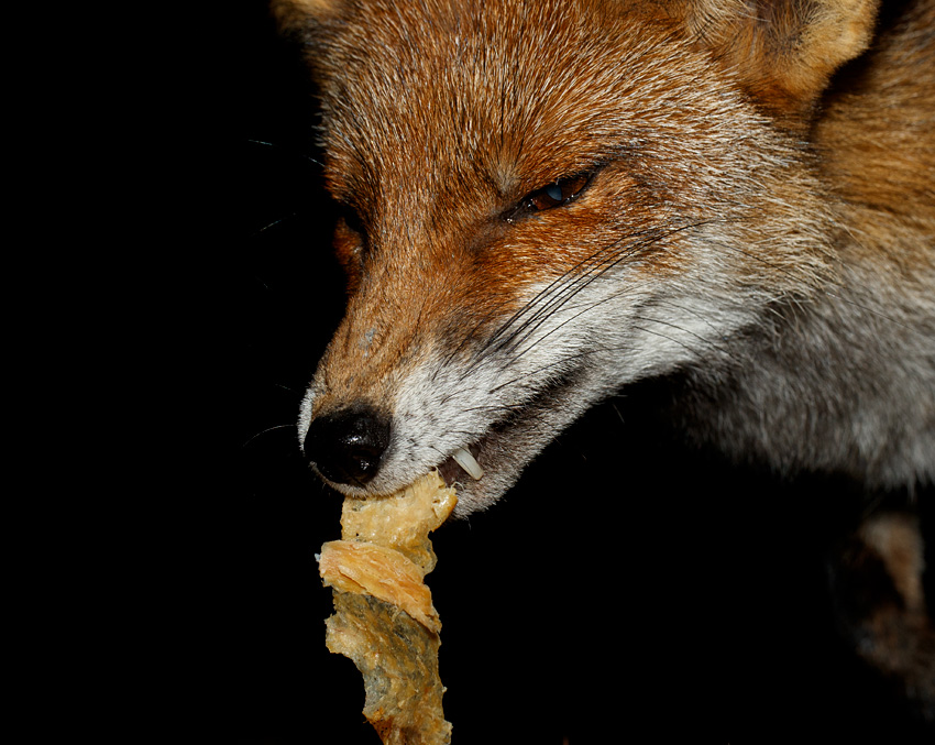 2104202004206053.jpg - Portrait of Wolfy the vixen