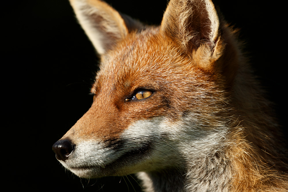 2104222104223714.jpg - Portrait of Lopa the vixen on a sunny day
