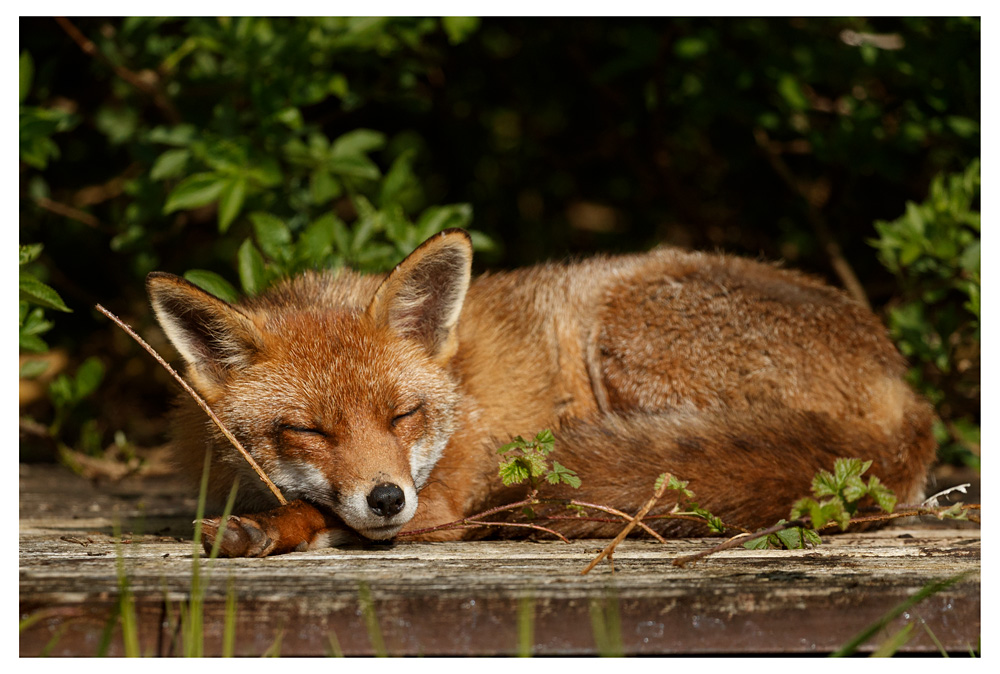 2104232104238502.jpg - Lopa sleeping in the garden