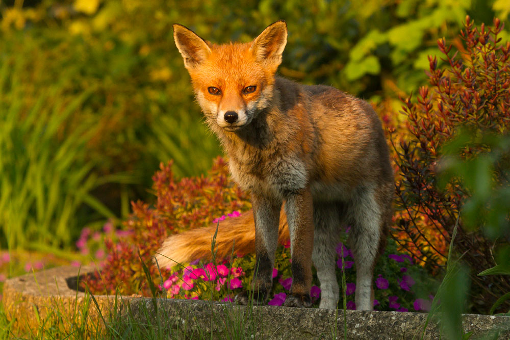 2105141405147770.jpg - Fox in late afternoon sunshine