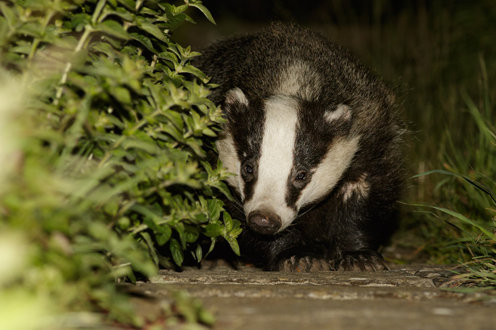 2105151905154708.jpg - Badger on path