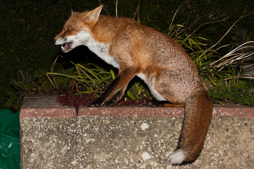 2105161510097130.jpg - Fox on a garden wall